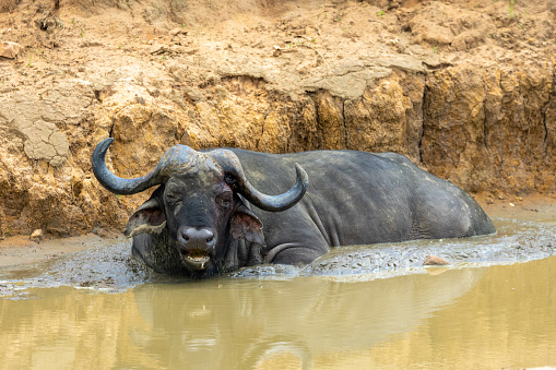 Buffalo (Syncerus caffer) wading in the water at a watering hole near Satara in the Kruger National Park, Limpopo, South Africa