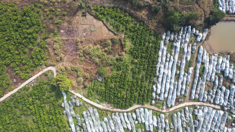 Aerial zoom in view of Citrus shatangju(砂糖桔) covered with plastic mulch fields in China