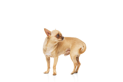 Cute charming little purebred Chihuahua dog with beige fur posing against white studio background. Dog looks well-groomed. Concept of funny dogs, veterinary and grooming service, canine, friendship.