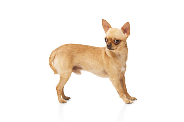 istock Tiny Purebred Chihuahua with perked ears posing against white studio background. Funny, little dog looking alert. 2149988486
