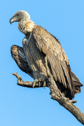 White-backed vulture (Witrugaasvoël) (Gyps africanus) near Satara in the Kruger National Park, Limpopo, South Africa
