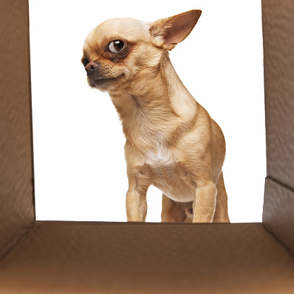 Curious purebred, small chihuahua with perked ears peeks out from cardboard box against white studio background. Concept of funny dogs, veterinary and grooming service, canine food, friendship.