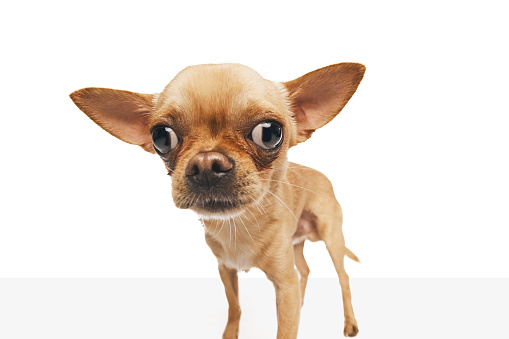 Close-up photo of Chihuahua with big, brown eyes and perked ear against white studio background.Concept of funny dogs, veterinary and grooming service, canine food, friendship. Ad