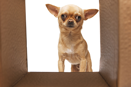 Curious chihuahua with perked ears peeks out from a cardboard box. against white studio background. Concept of funny dogs, veterinary and grooming service, canine food, friendship. Ad