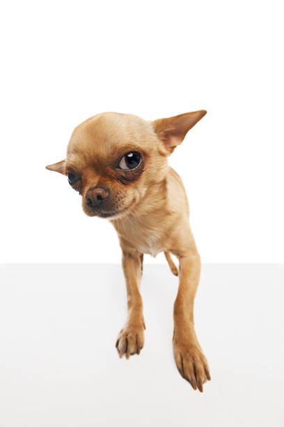 Little white chihuahua puppy stands outdoors on green grass in summer