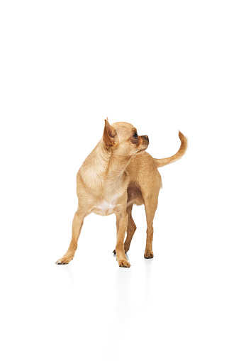 Small brown purebred dog standing looking away with perked up ears against white studio background. Concept of funny dogs, veterinary and grooming service, canine food, friendship. Ad