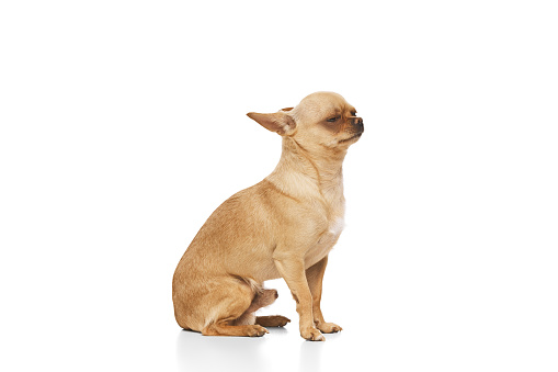 Cute charming little Chihuahua puppy sitting against white studio background. Funny young dog looks well-groomed and healthy. Concept of funny dogs, veterinary and grooming service, canine food.