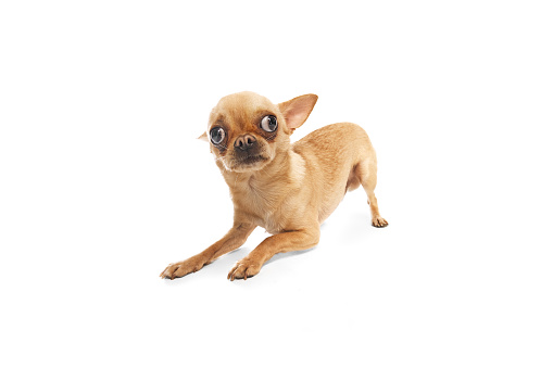 Close-up photo of Chihuahua with large, perked ears, looks curiously against white studio background. Concept of funny dogs, veterinary and grooming service, canine food, friendship. Ad