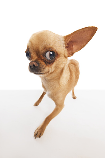 lose-up photo of a Chihuahua with perked ears looking at camera with question expression against white background. Concept of funny dogs, veterinary and grooming service, canine food, friendship. Ad
