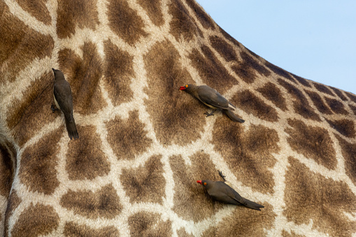 Red-billed oxpecker (Rooibekrenostervoël) (Buphagus erythrorhynchus) on a Giraffe (Kameelperd) (Giraffa camelopardalis) near Satara in the Kruger National Park, Limpopo, South Africa