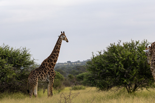Giraffe (Giraffa camelopardalis) and Zebra (Equus quagga) near Satara in the Kruger National Park, Limpopo, South Africa