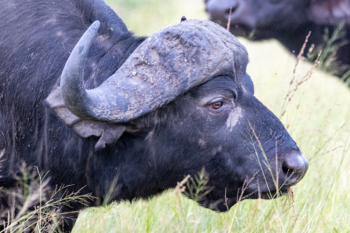 Close-up of a Buffalo (Syncerus caffer) near Satara in the Kruger National Park, Limpopo, South Africa