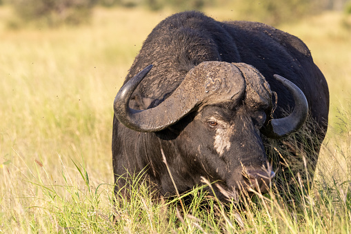 Close-up of a Buffalo (Syncerus caffer) near Satara in the Kruger National Park, Limpopo, South Africa