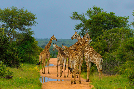 A group of Giraffes (Giraffa camelopardalis) under cloudy skies near Satara in the Kruger National Park, Limpopo, South Africa