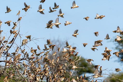 A flock of Red-billed Quelea (Rooibekkwelea) (Quelea quelea) near Satara in the Kruger National Park, Limpopo, South Africa