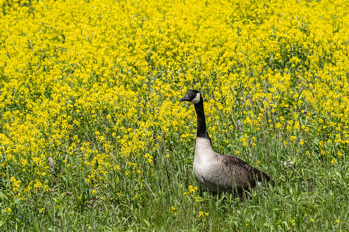 Close-up portrait of a Canada Goose walking in a field of yellow wildflowers in spring.