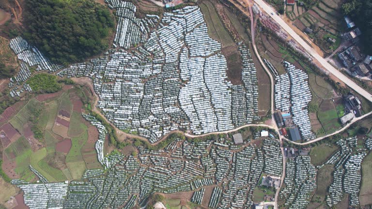 Aerial zoom out view of Citrus shatangju(砂糖桔) covered with plastic mulch fields in China