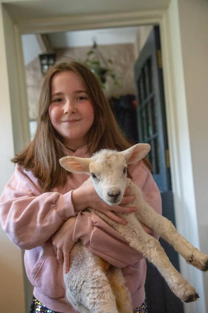 Two day old, cute lamb being held by smiling girl in her house