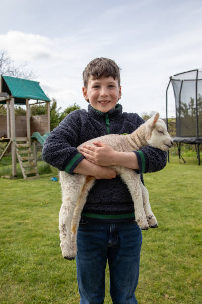 istock Young boy proudly holds cute two-day old lamb 2149990119
