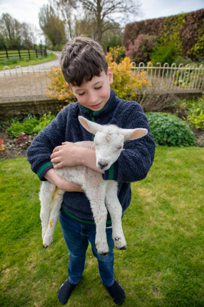 istock Young boy carefully holds newborn lamb 2149990127
