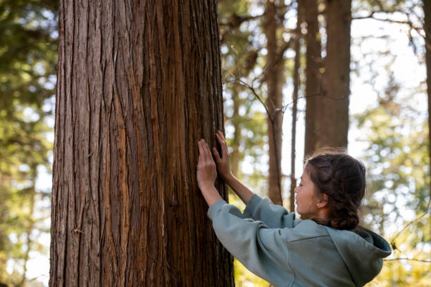 istock Young girl admires giant cedar tree 2149990140