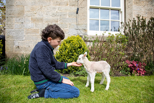 Boy kneels on grass to tickle chin of a cute two-day old lamb
