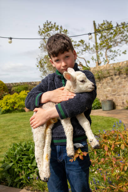 Young boy holds tiny new lamb outdoors on farm