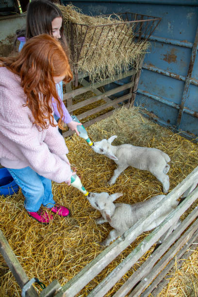 istock Two young girls feed newborn lambs in a barn 2149990200