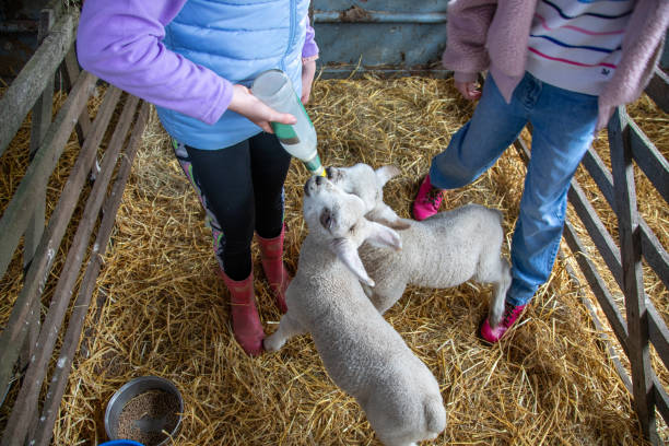 istock Two girls bottle-feed two baby lambs in a barn 2149990208