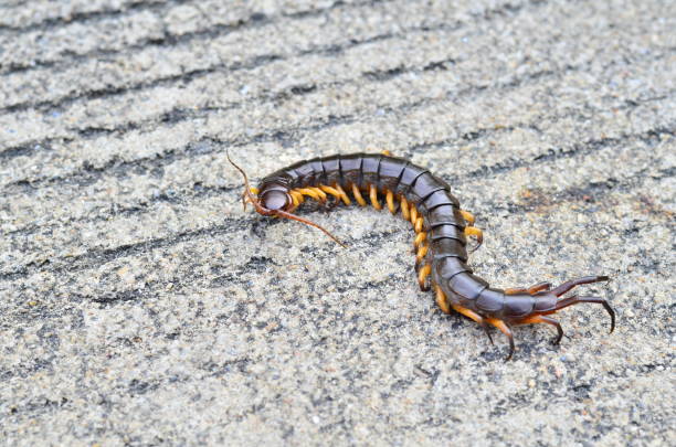 istock The centipede is on the floor 2149991010