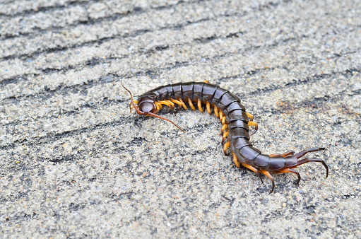 The centipede is on the floor. You must stay away from this poisonous animal.