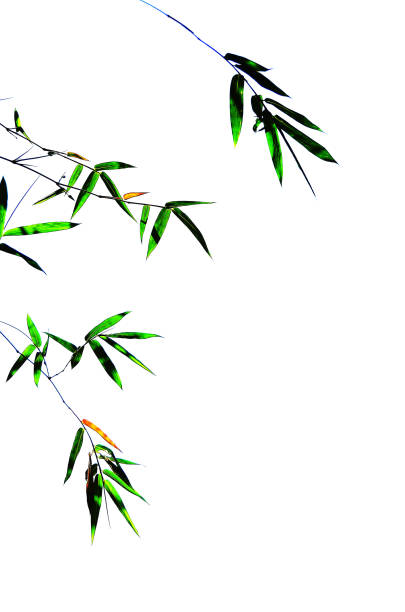 Bamboo leaves, spreading stalks on a white background