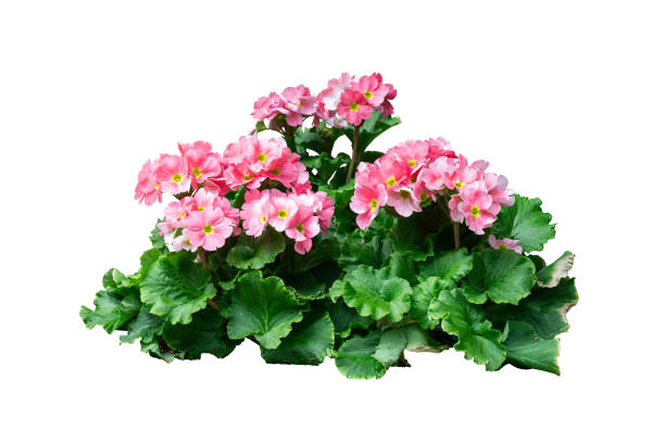 istock Pink flower bush isolated with clipping path 2149991290