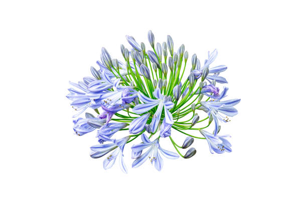 istock Lilac flower isolated with clipping path 2149991335
