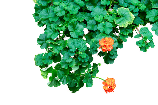 Flower plant isolated with clipping path