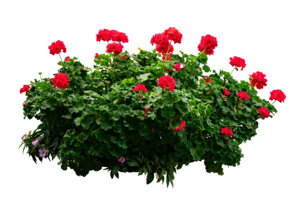 Red flower bush isolated with clipping path