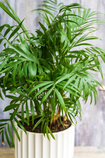istock Parlor palm in a white pot 2149992417
