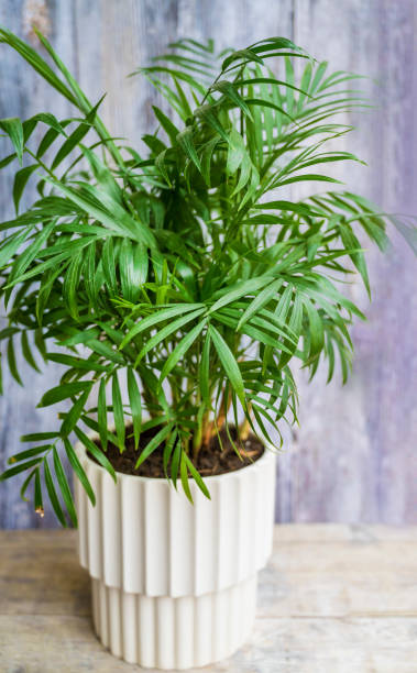 istock Parlor palm in a white pot 2149992430