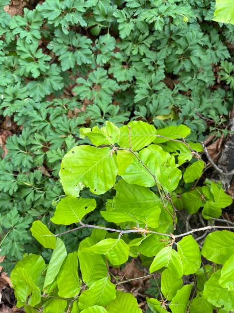 istock Bright green leaves 2149992840