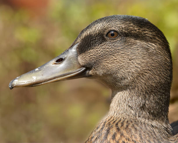 istock Close-up of mallard duck 2149993000