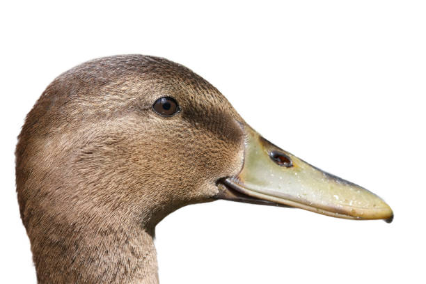 istock Close-up of mallard duck 2149993004