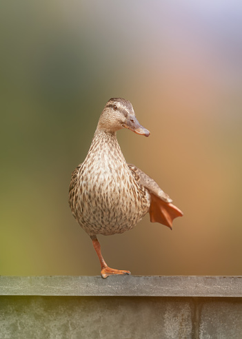 Close-up of mallard duck outside in garden