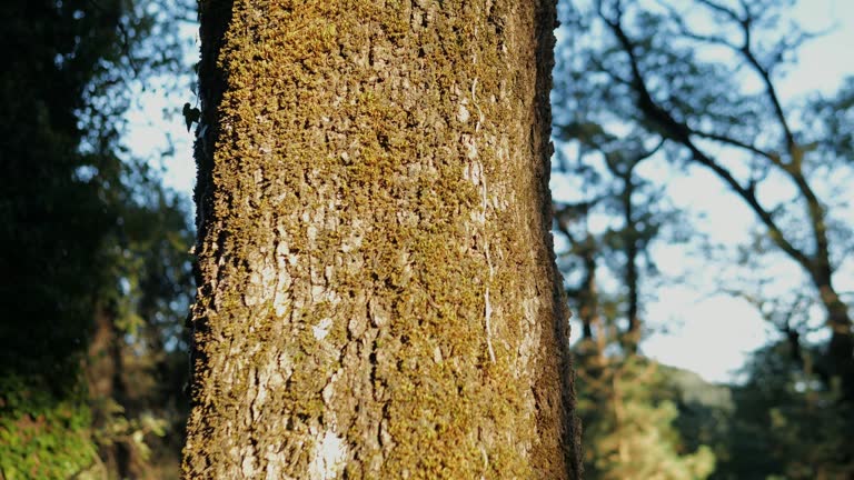 Old tree on sunny day in the park close up macro. Human in the forest friendly hugs a tree. Wild nature, wood with moss.