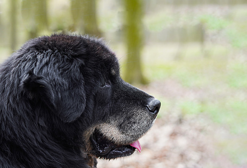 Head of a large black dog outdoors.