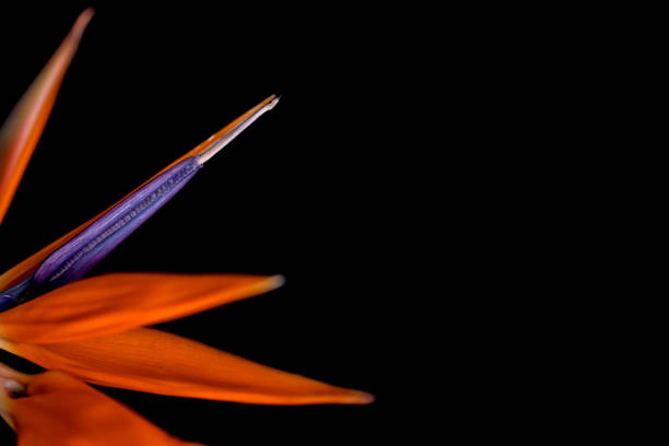 close-up of Strelitzia flower on black background