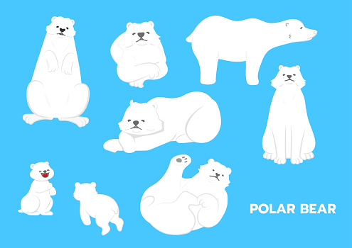 Polar Bear illustrations,pose