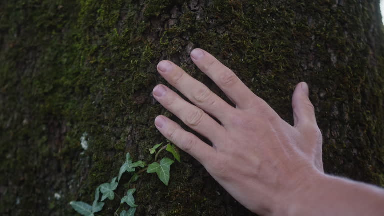 Man hand Touching an old tree on sunny day in the park close up macro. Human in the forest friendly hugs a tree. Wild nature, wood with moss.