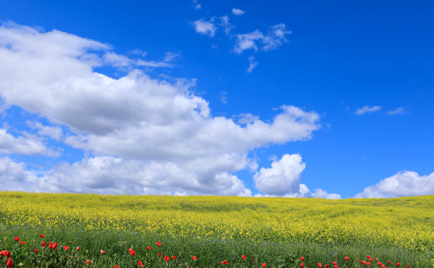 istock Blue sky with clouds over the spring flowers. 2149994403