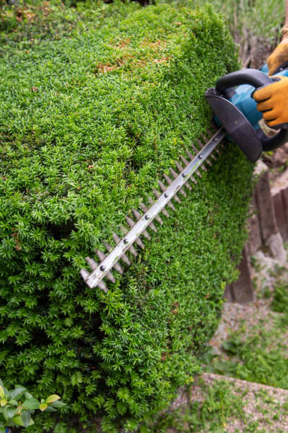 istock The yew hedge is cut with hedge trimmers 2149994605