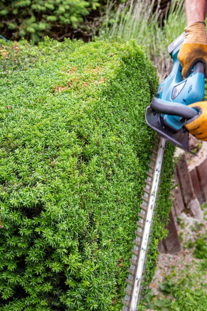 istock The yew hedge is cut with hedge trimmers 2149994632